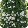 Thunbergia White Helo 6 sztuk